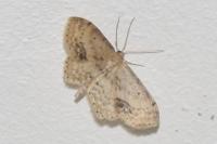 Idaea dimidiata
