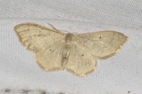 Idaea straminata