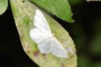 Idaea subsericeata