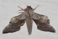 Laothoe populi