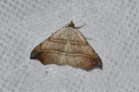 Laspeyria flexula