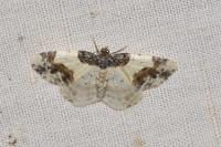 Ligdia adustata