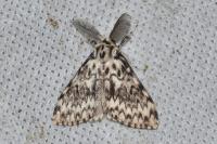 Lymantria monacha