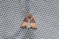 Mesoligia furuncula