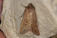Mythimna albipuncta