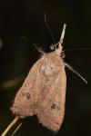 Noctua pronuba