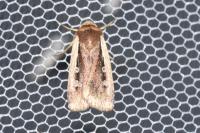 Ochropleura plecta