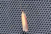 Oncocera semirubella