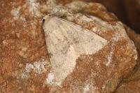 Polymixis dubia