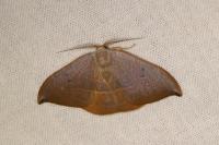 Watsonalla uncinula