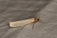 Eilema caniola