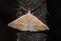 Polypogon plumigeralis