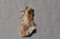 Ptilodon cucullina