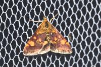 Pyrausta aurata