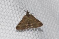 Pyrausta despicata