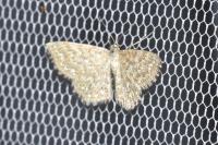 Scopula immorata