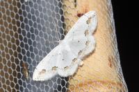Scopula ornata