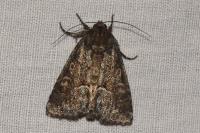 Thalpophila matura