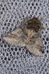 Thaumetopoea processionea