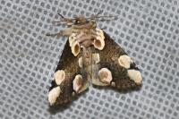 Thyatira batis