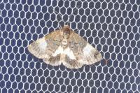 Tyta luctuosa