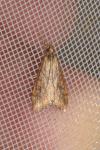 Udea ferrugalis