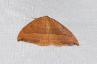 Watsonalla cultraria