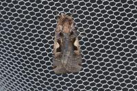 Xestia c-nigrum