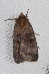 Xestia stigmatica