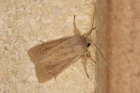 Rhizedra lutosa