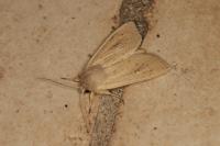 Rhizedra lutosa