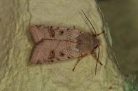 Agrochola lychnidis