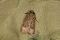 Agrotis