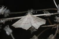 Gerinia honoraria