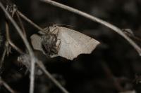 Gerinia honoraria
