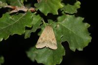 Helicoverpa armigera
