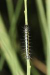 Uresiphita gilvata