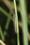 Uresiphita gilvata