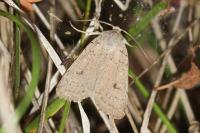 Xestia castanea