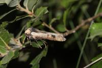 Xylena exsoleta