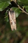 Xylena exsoleta