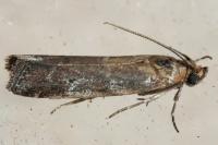 Cryptoblabes gnidiella