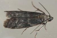 Cryptoblabes gnidiella