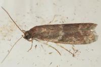 Cryptoblabes gnidiella