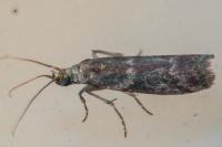 Cryptoblabes gnidiella