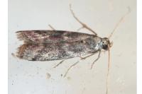 Cryptoblabes gnidiella