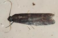 Cryptoblabes gnidiella