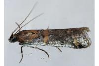 Acrobasis centunculella