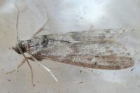 Apomyelois ceratoniae