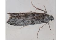 Ephestia kuehniella
